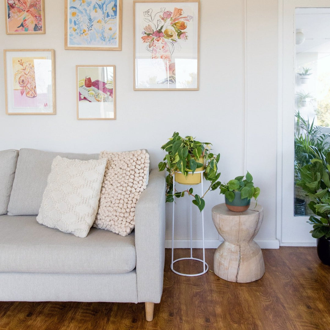 Heart Leaf Philodendron - Hanging Basket - Shop Online!
