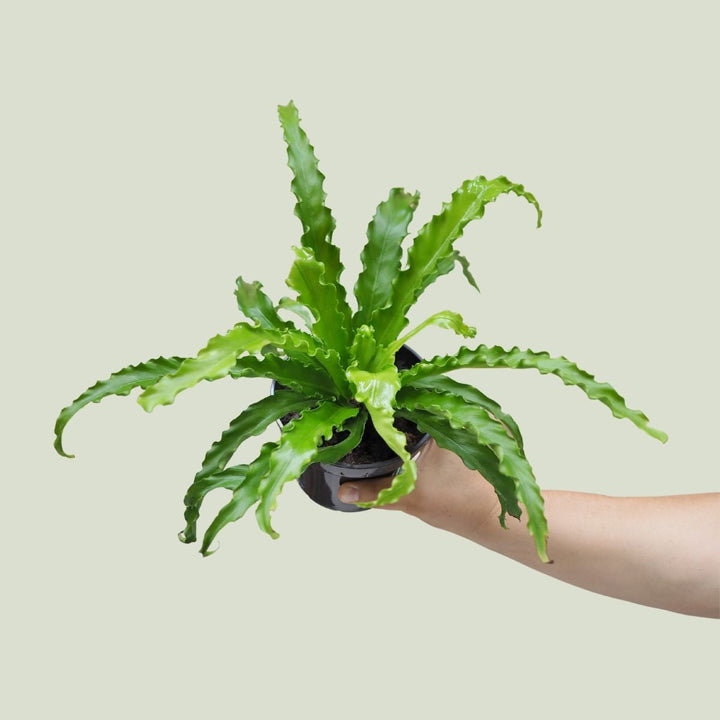 Birds Nest Fern - Osaka - Shop Online!