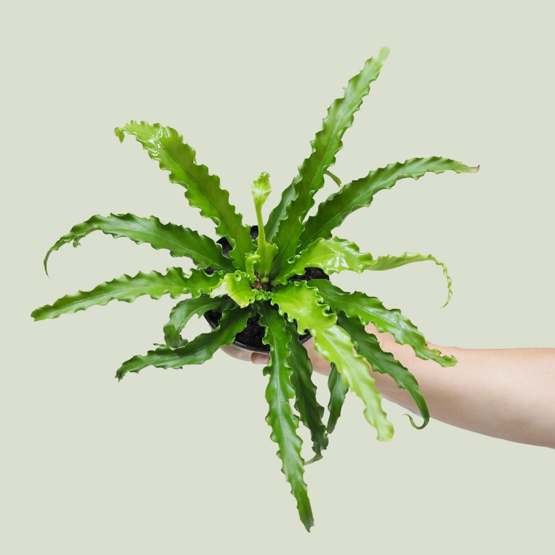 Birds Nest Fern - Osaka - Shop Online!
