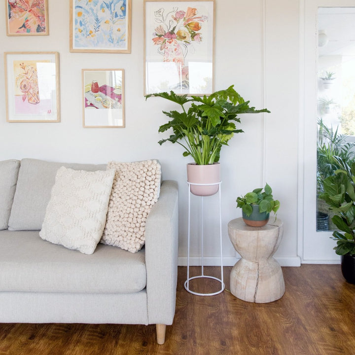 Split Leaf Philodendron - Shop Online!