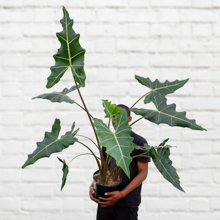 Elephant's Ear - Sarian - Shop Online!