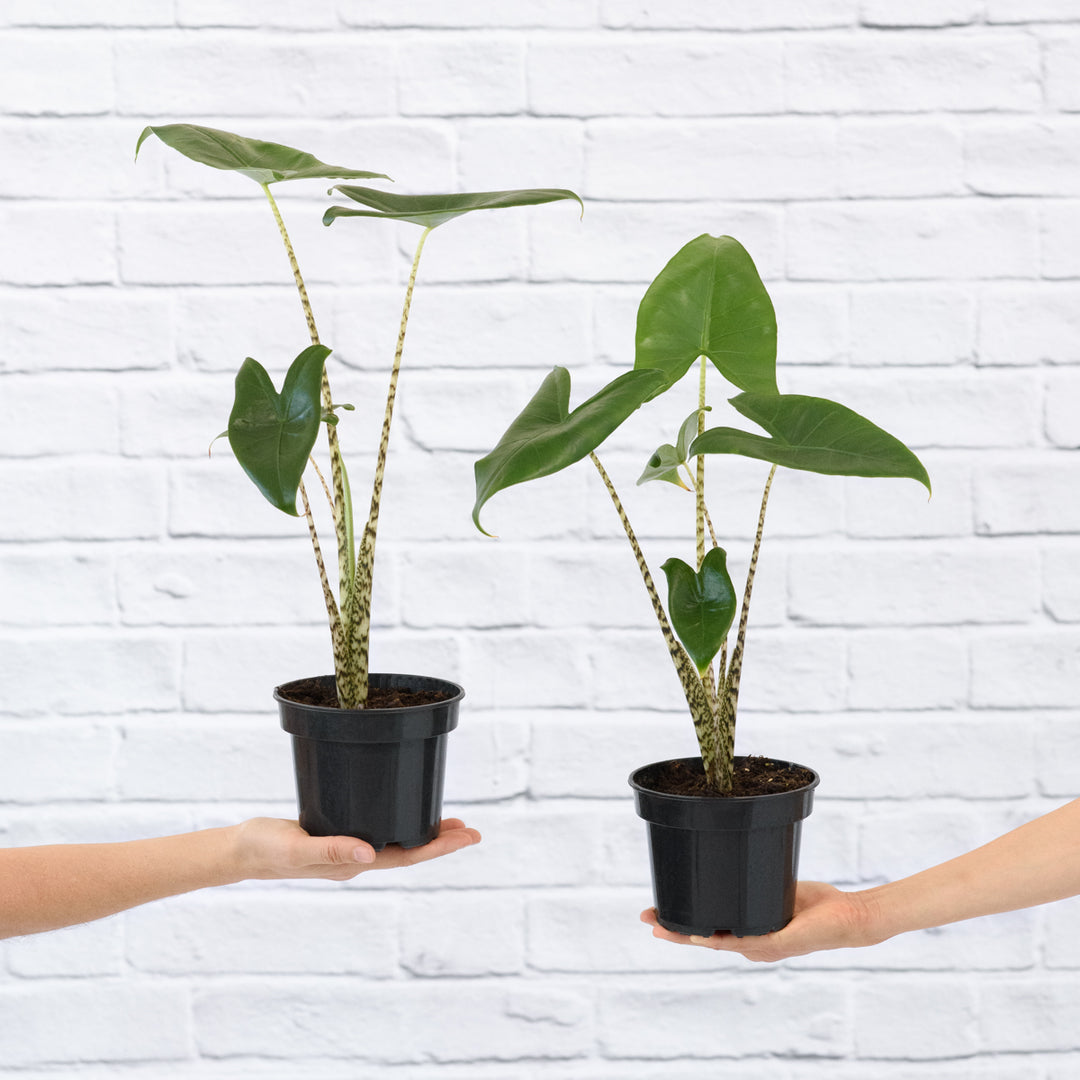 Alocasia Zebrina - Shop Online!