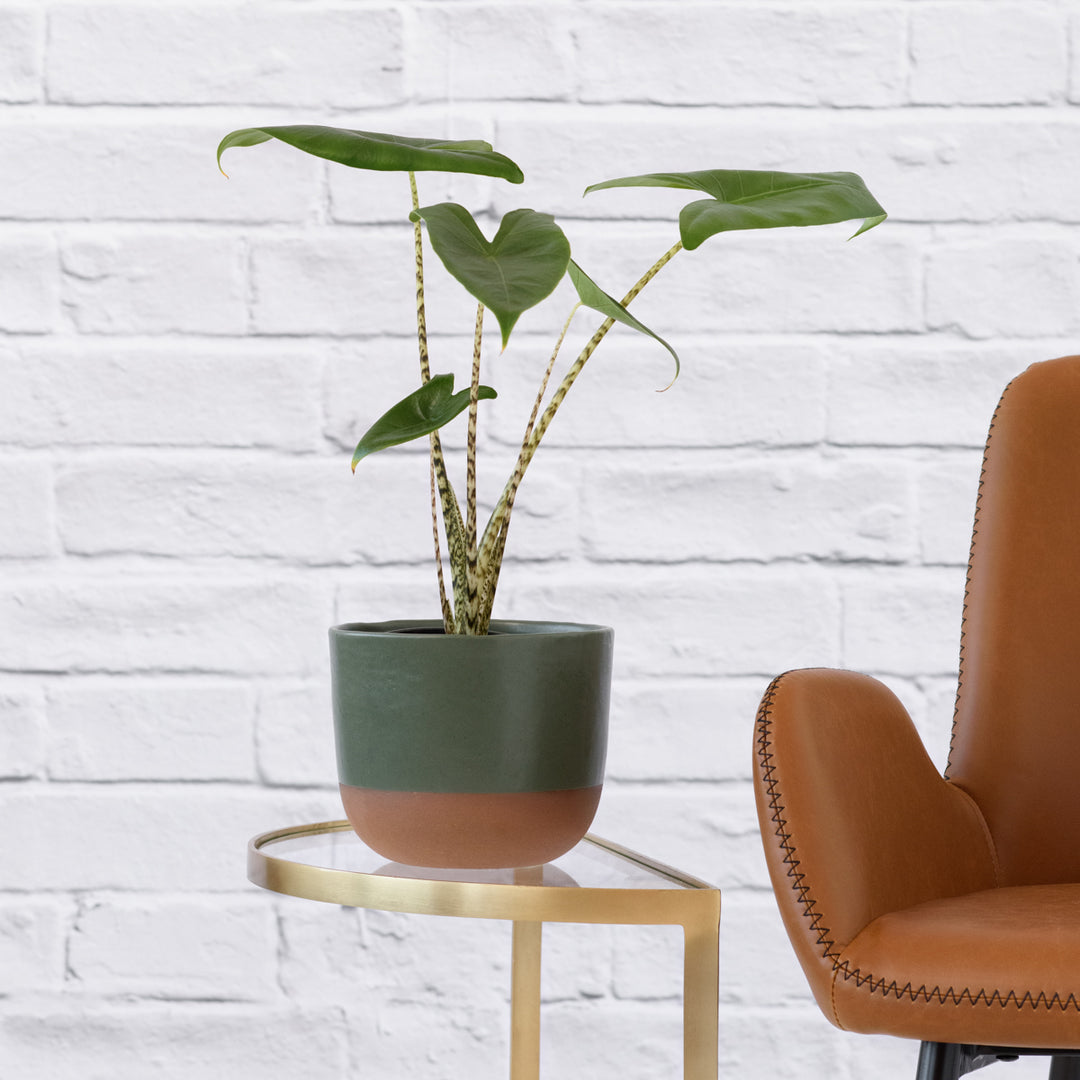 Alocasia Zebrina - Shop Online!