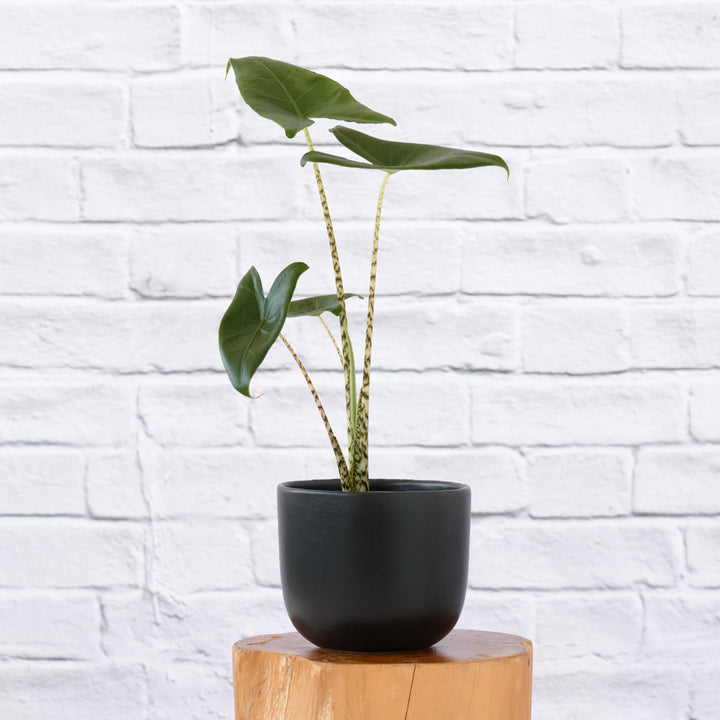 Alocasia Zebrina - Shop Online!