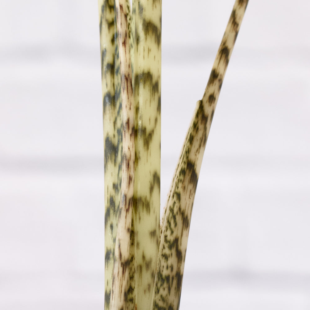 Alocasia Zebrina - Shop Online!