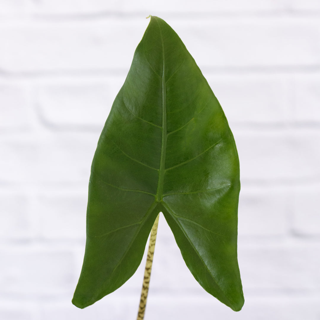 Alocasia Zebrina - Shop Online!