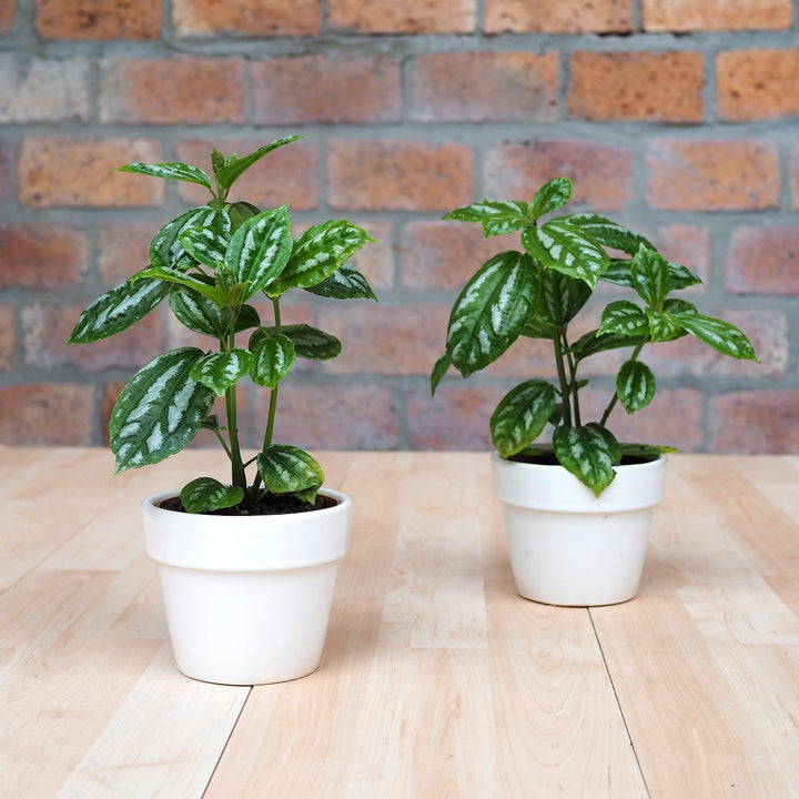 Aluminum Plant - Shop Online!