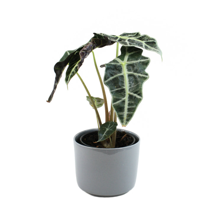 Alocasia Amazonica - Shop Online!