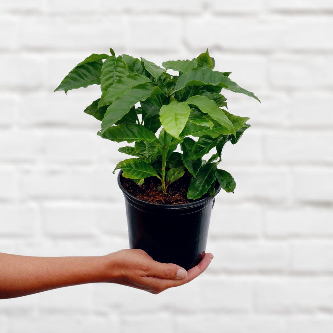 Coffee Tree - Shop Online!