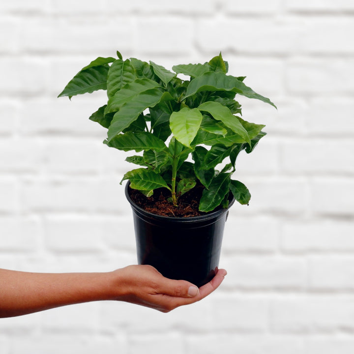 Coffee Tree - Shop Online!