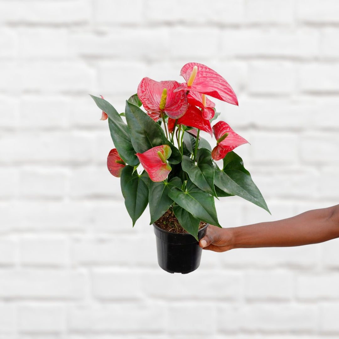 Anthurium - Red - Shop Online!