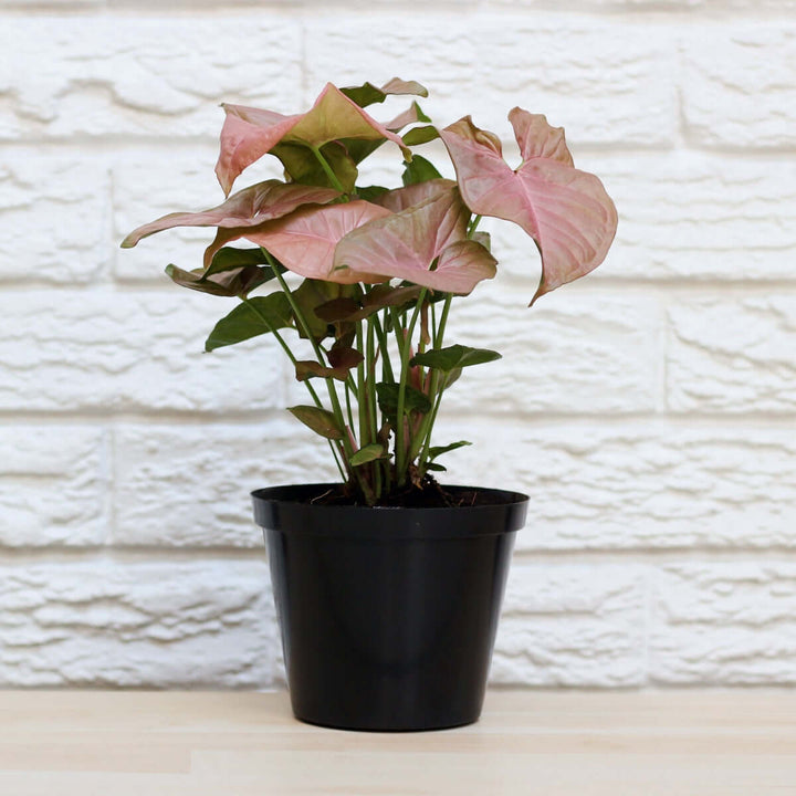 Arrowhead Plant - Neon - Shop Online!