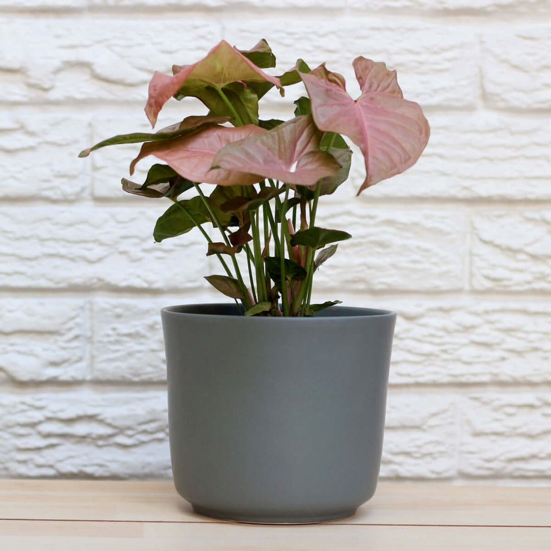 Arrowhead Plant - Neon - Shop Online!