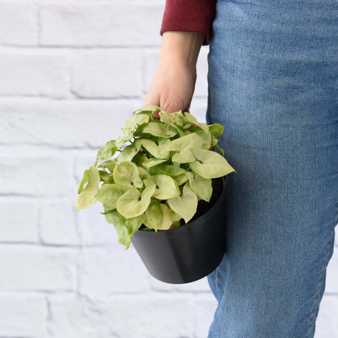 Arrowhead Plant - Pixie - Shop Online!