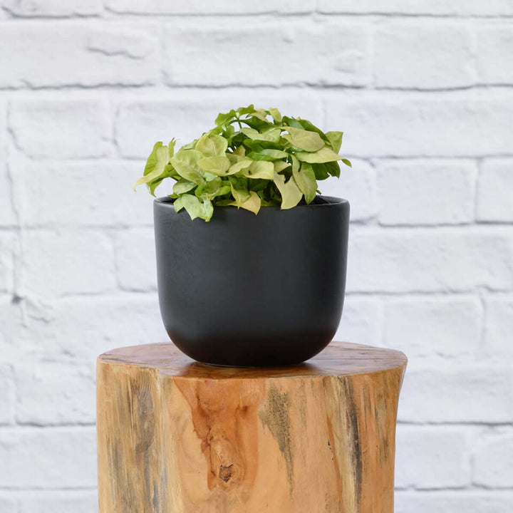 Arrowhead Plant - Pixie - Shop Online!