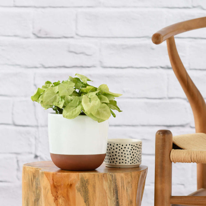 Arrowhead Plant - Pixie - Shop Online!