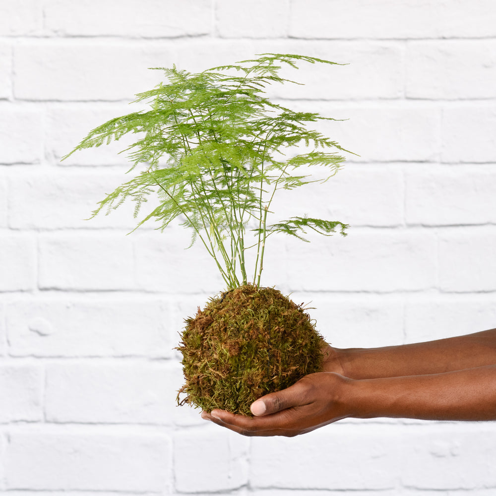 Lace Fern Mossball - Shop Online!