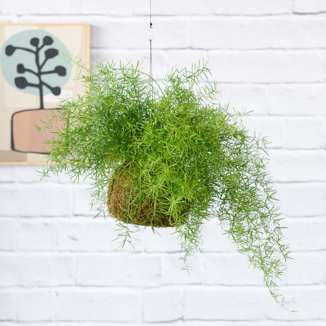 Asparagus Fern Mossball - Shop Online!