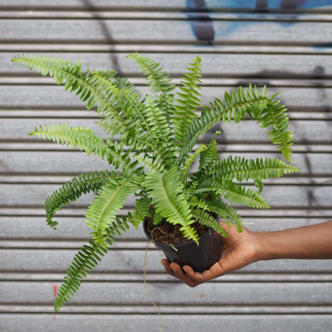 Australian Sword Fern - Emerald Queen - Shop Online!