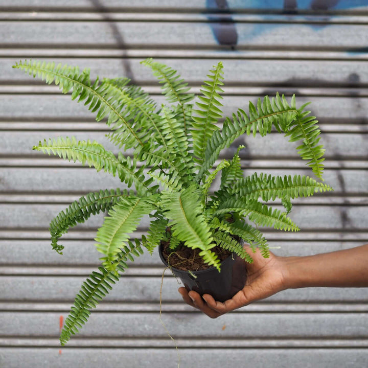 Australian Sword Fern - Emerald Queen - Shop Online!