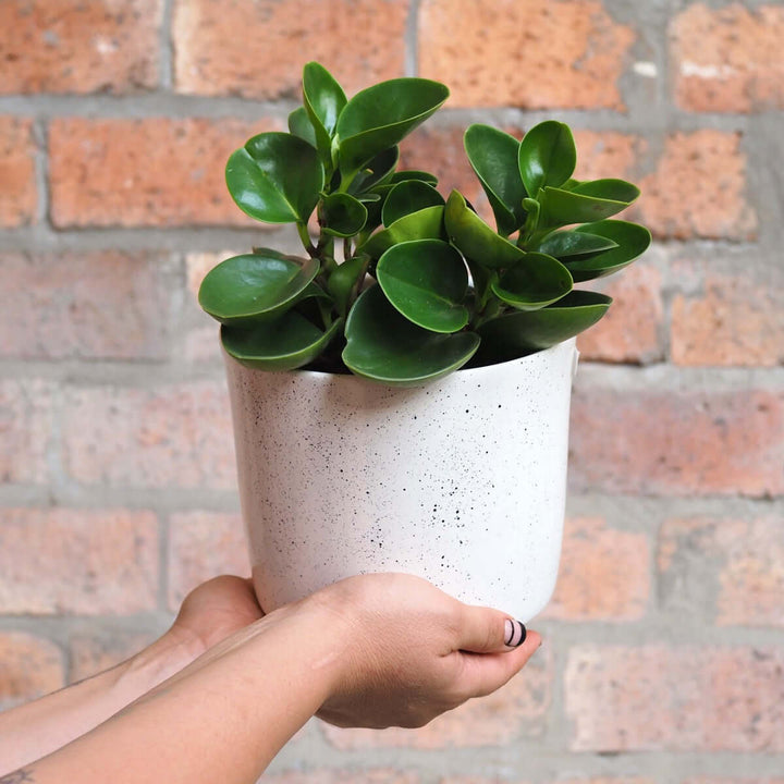 Baby Rubber Plant - Pixie Variegated - Shop Online!