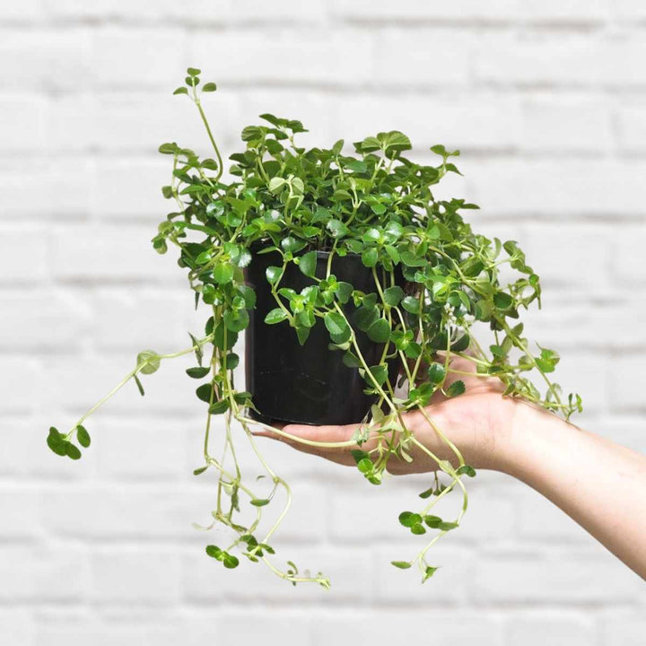 Baby's Tears - Shop Online!