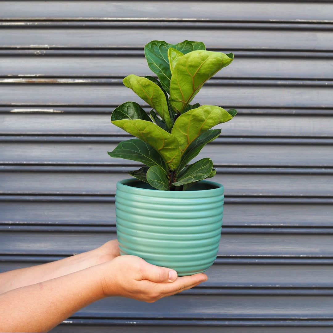 Fiddle Leaf Fig - Bambino - Shop Online!