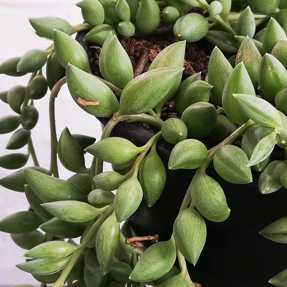 String of Beads - Shop Online!