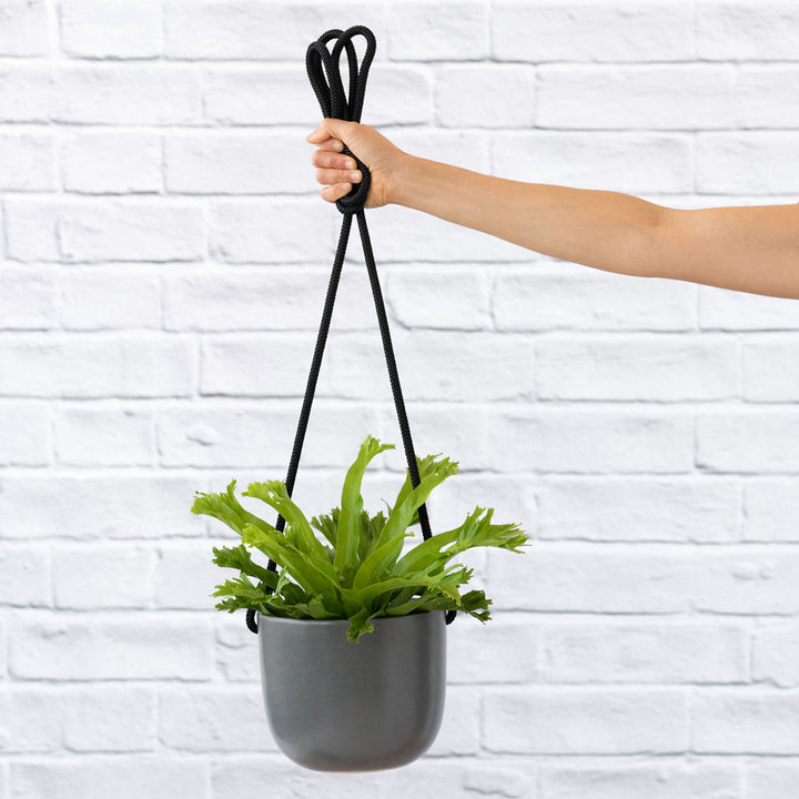 Bird's Nest Fern Crissie - Shop Online!