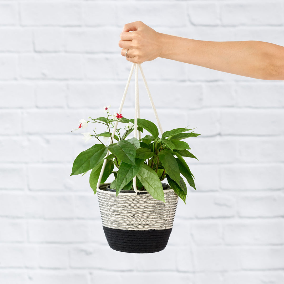 Bleeding Heart Vine - Shop Online!