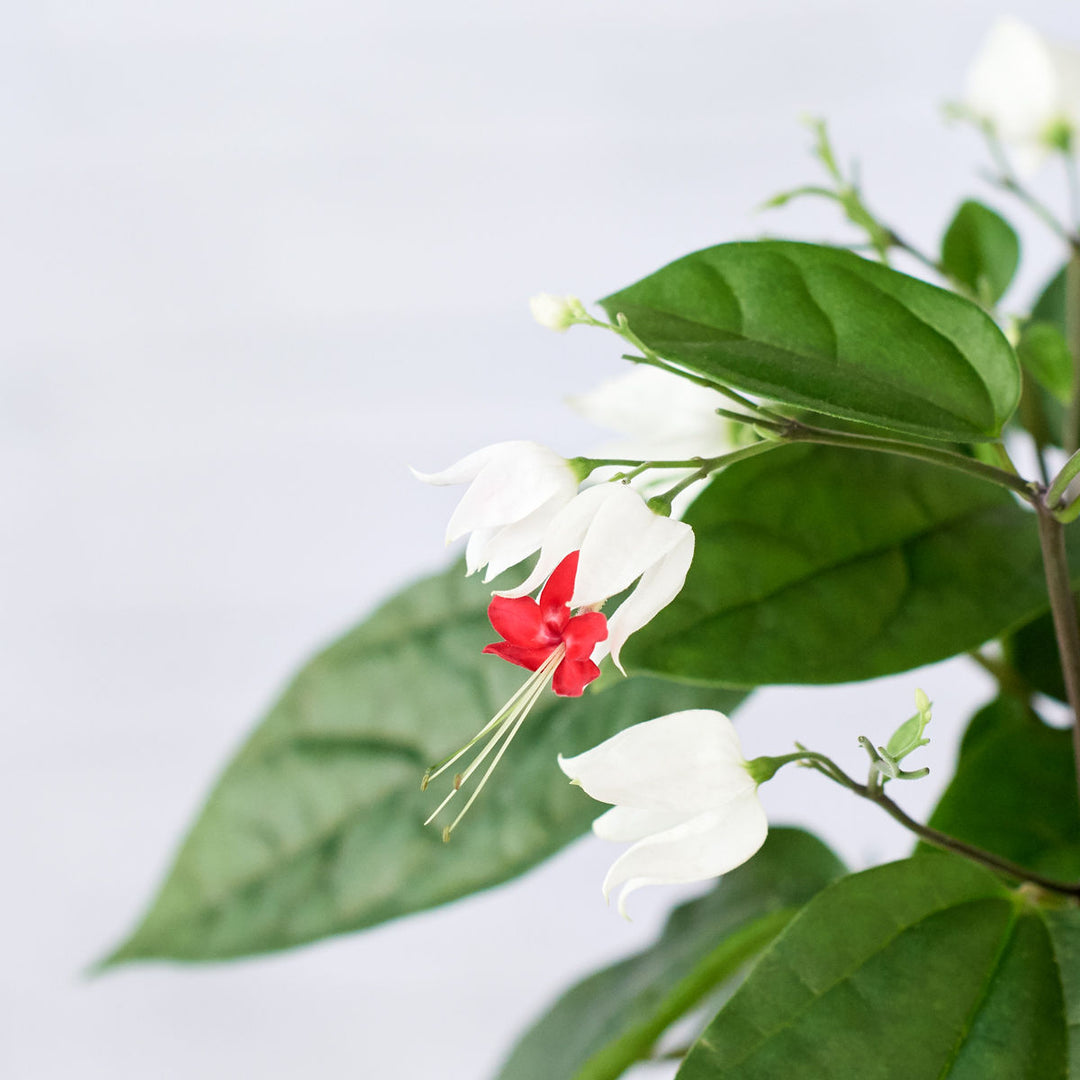 Bleeding Heart Vine - Shop Online!