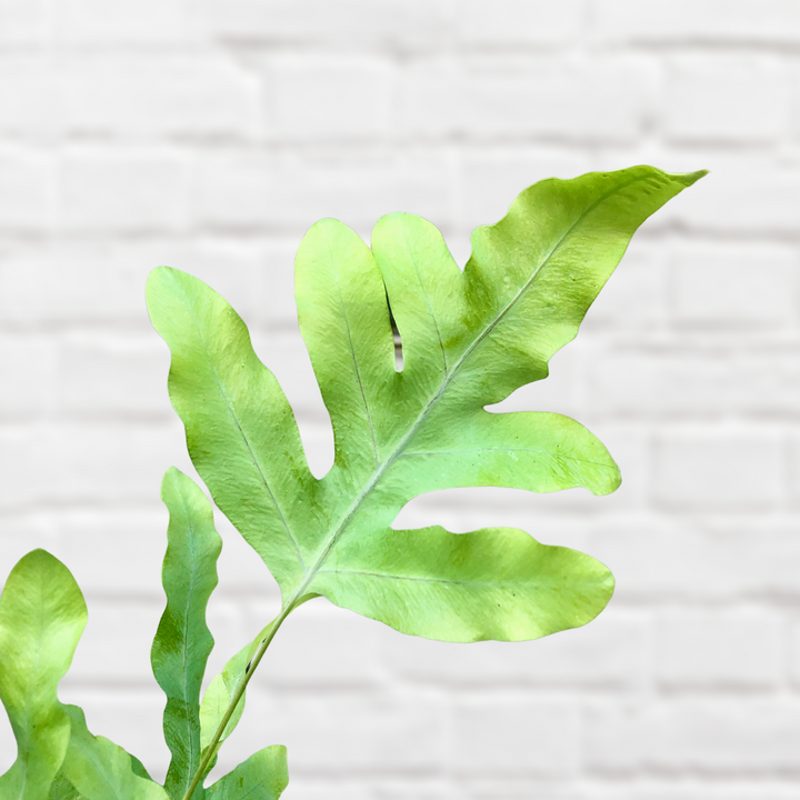 Blue Star Fern - Shop Online!