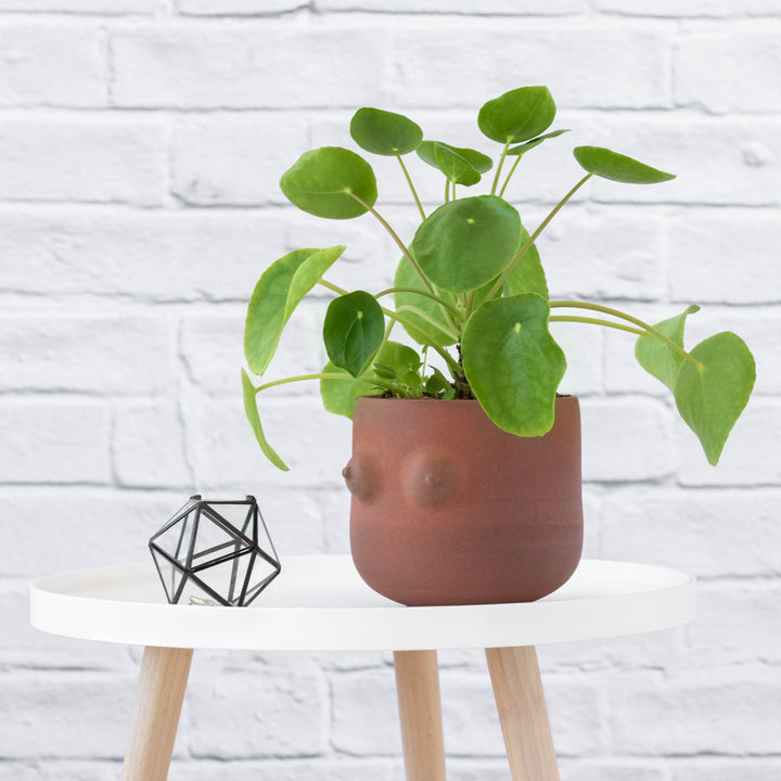Chinese Money Plant - Shop Online!