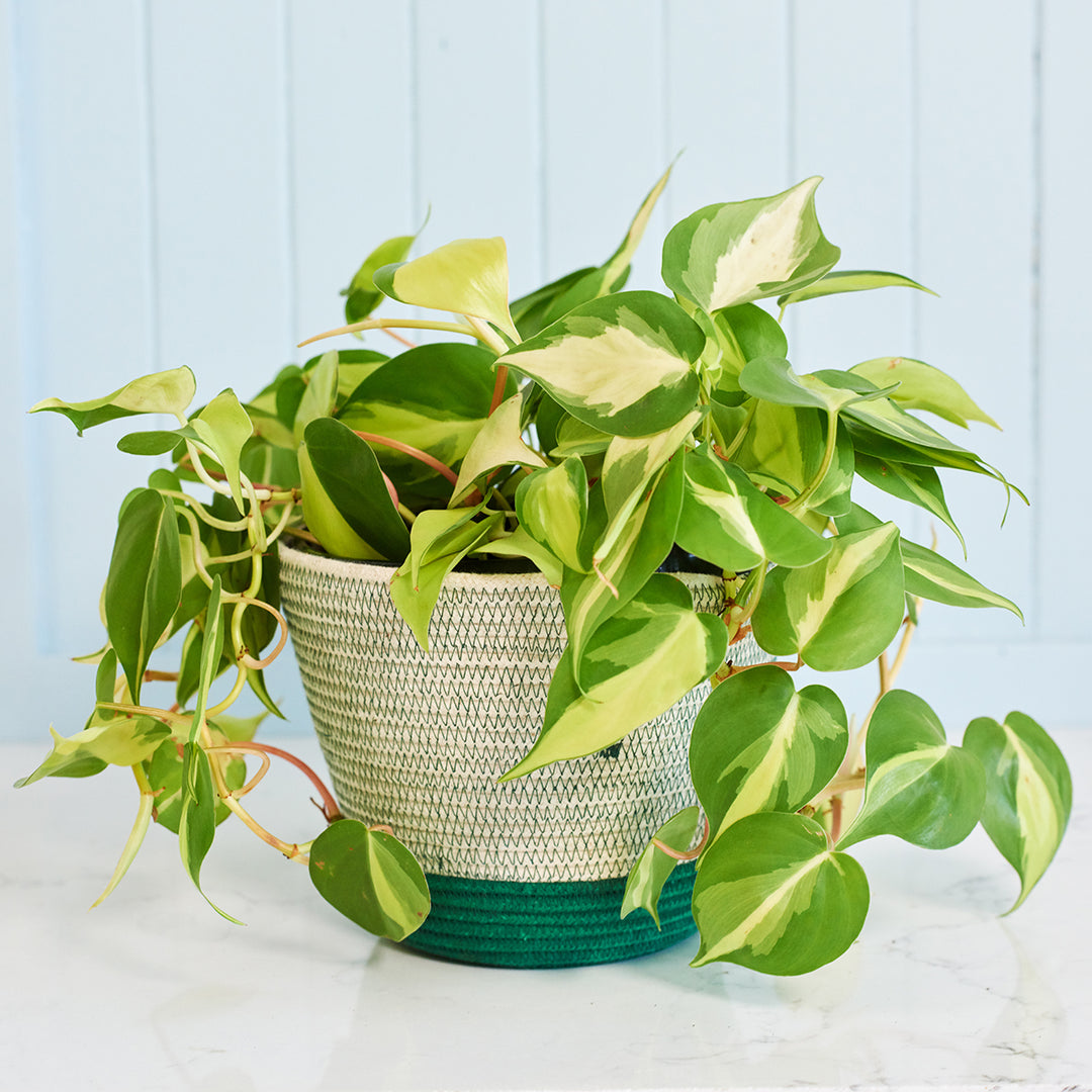 Philodendron Brasil - Large - Shop Online!