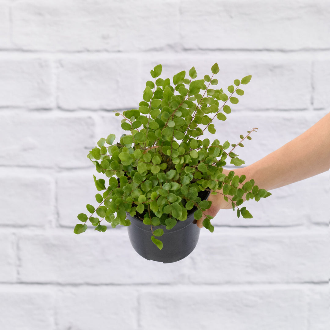 Button Fern - Shop Online!