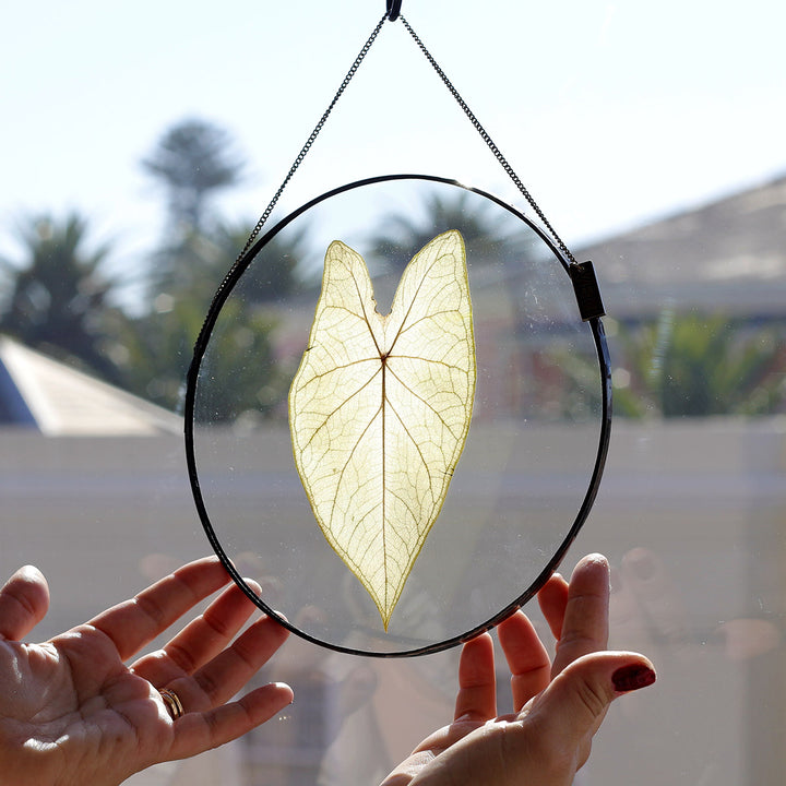VELT Botanical Frame - Caladium - Shop Online!