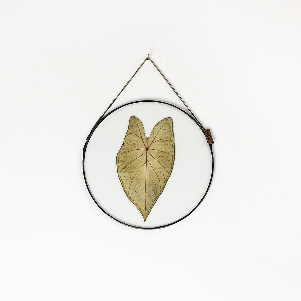 VELT Botanical Frame - Caladium - Shop Online!