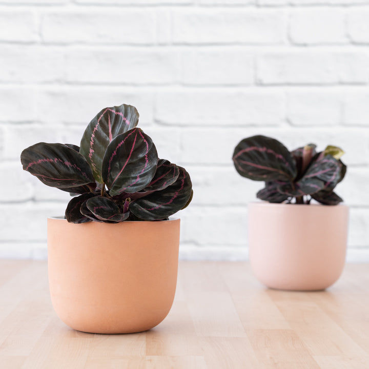 Calathea Dottie - Shop Online!