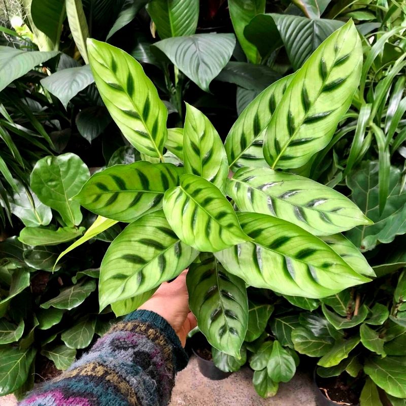 Calathea Leopardina - Shop Online!