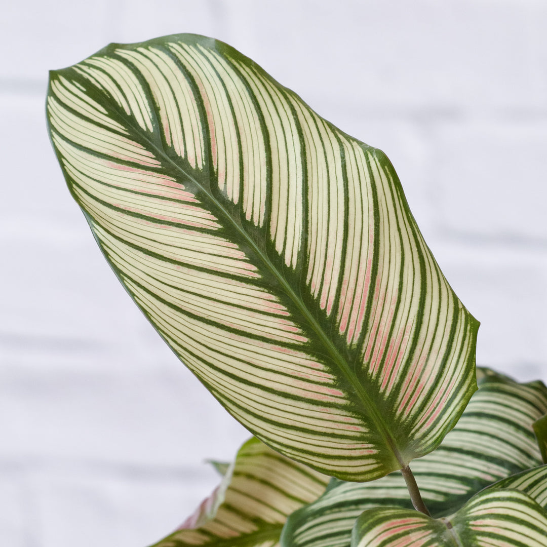Calathea Majestic Star - Shop Online!