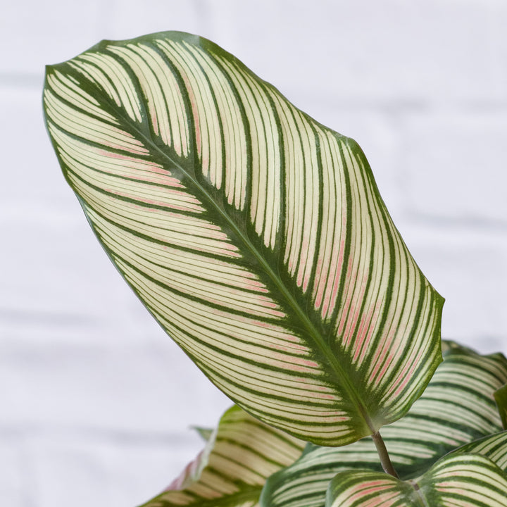 Calathea Majestic Star - Shop Online!