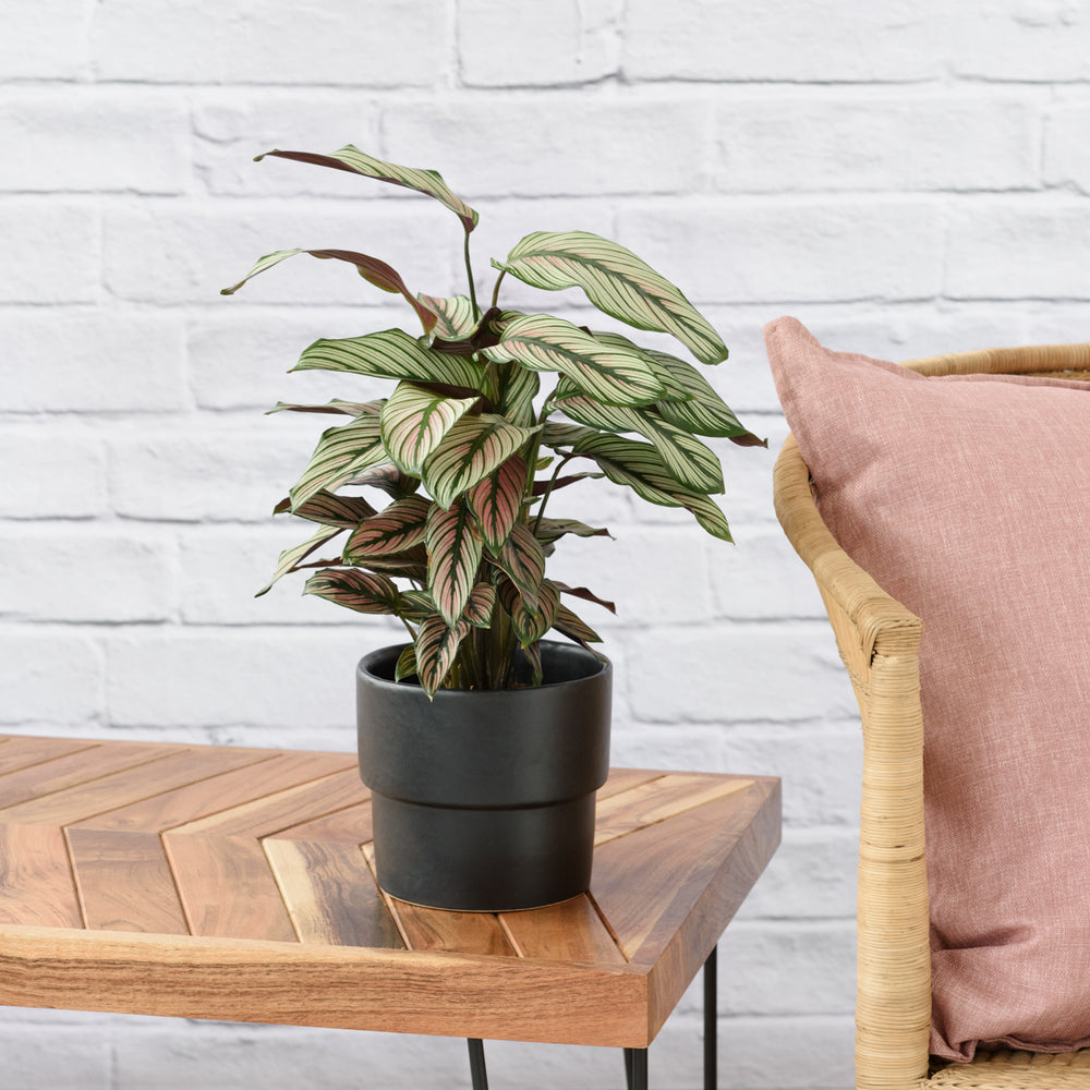 Calathea Majestic Star - Shop Online!