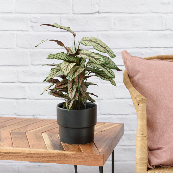 Calathea Majestic Star - Shop Online!