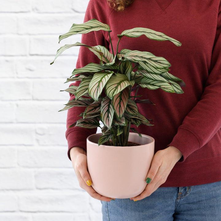 Calathea Majestic Star - Shop Online!