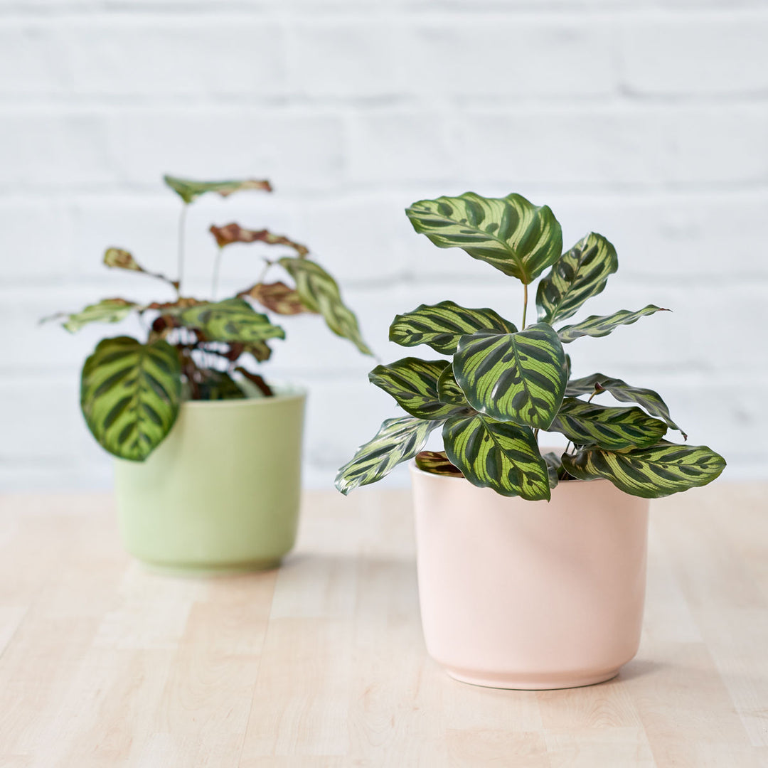 Calathea Makoyana - Shop Online!