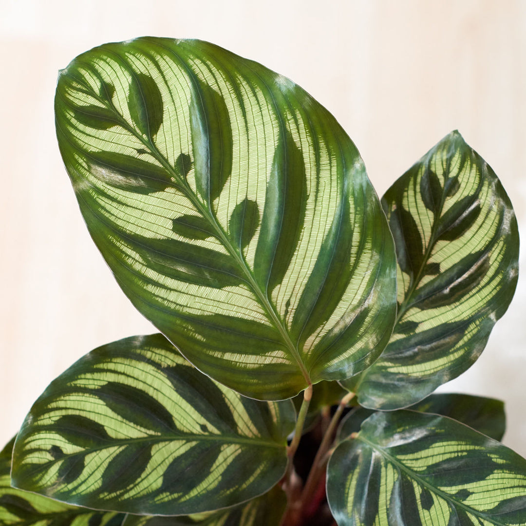 Calathea Makoyana - Shop Online!