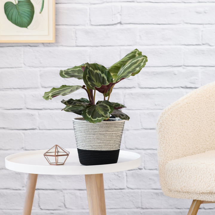 Calathea Medallion - Shop Online!