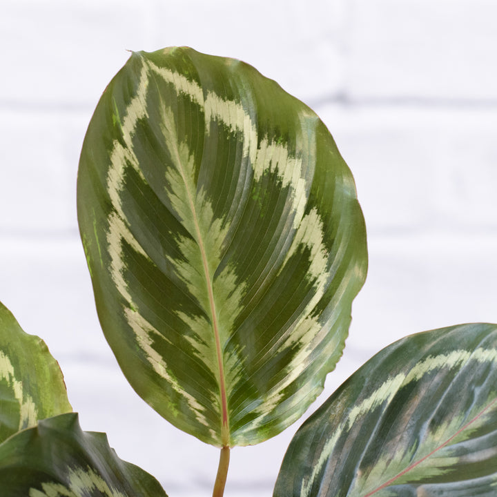 Calathea Medallion - Shop Online!