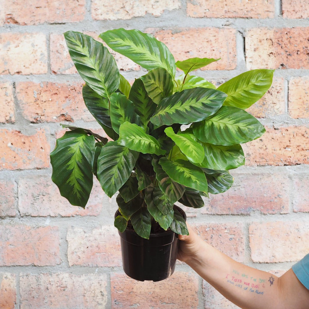 Calathea Misto - Shop Online!