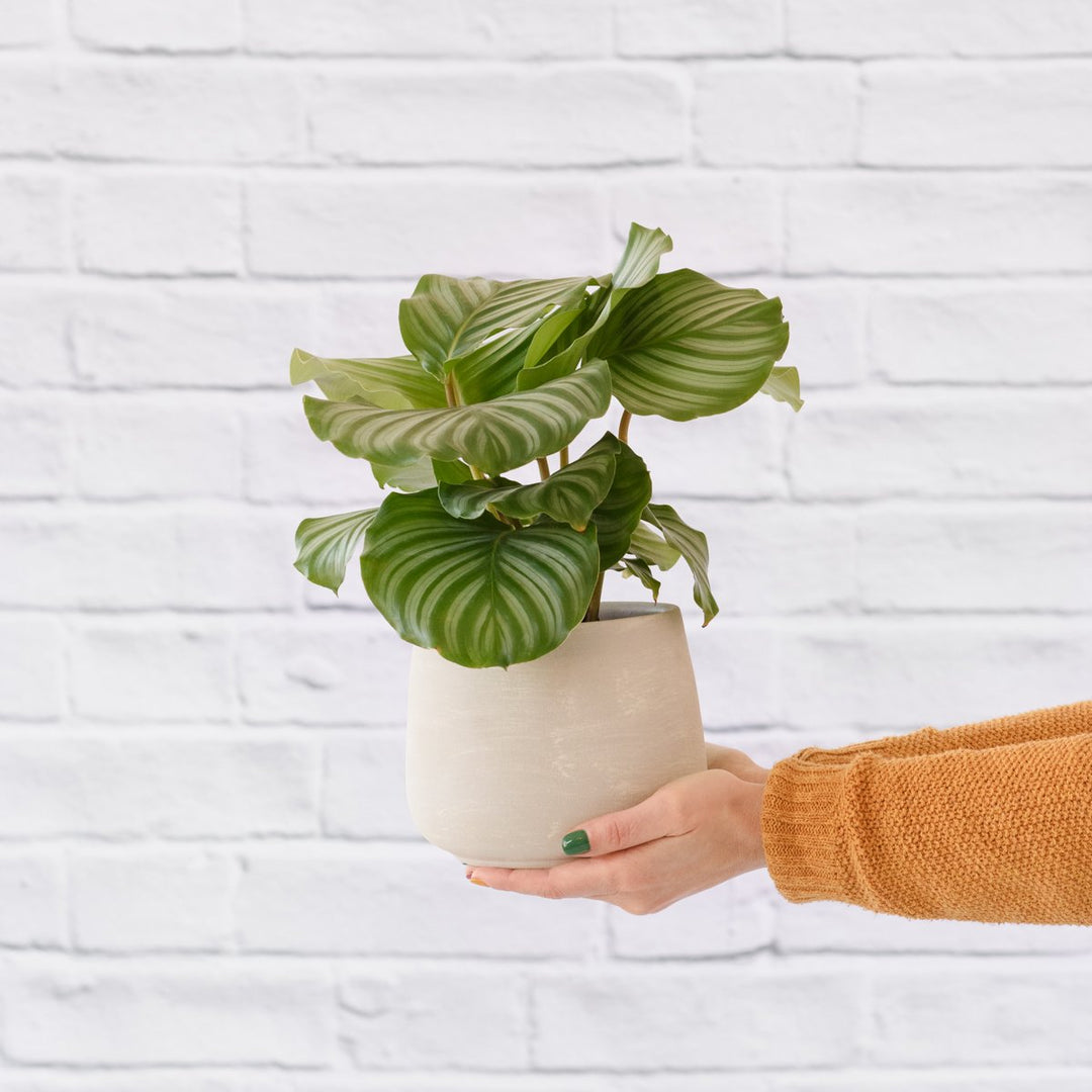 Calathea Orbifolia - LARGE - Shop Online!